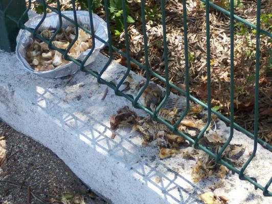 Alimenta&ccedil;&atilde;o de animais na via p&uacute;blica